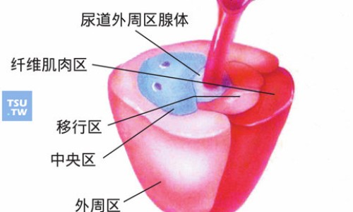 白芍总苷胶囊副作用和不良反应-白芍总苷胶囊治湿疹吗网 - 网站提供白芍总苷胶囊有哪些副作用小常识、白芍总苷胶囊功能主治